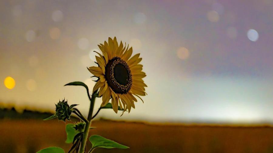 Stars watch over ripening fruits, crops in NE China's Heilongjiang