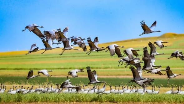 Tens of thousands of cranes gather at Dalai Nur