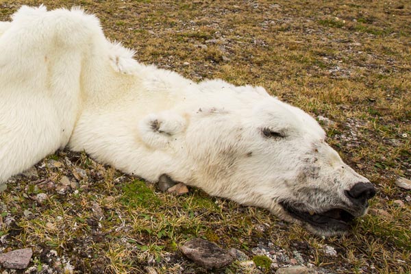 海冰消融无处觅食 饿死北极熊尸体瘦成"毛毯"(组图)