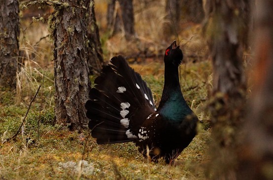 内蒙古汗马国家级自然保护区珍稀濒危野生动物初步调查