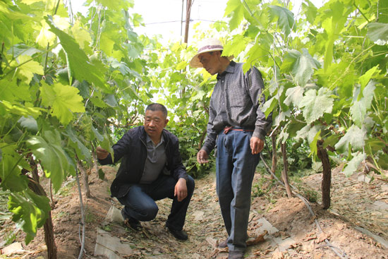 甘州区长安乡前进村总支书记马志祥典型材料 中国新闻