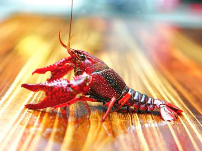 小龙虾泛滥苏格兰政府禁食 网友:吃货快出动