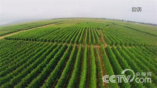 [致富经]&ldquo;圣女果大王&rdquo;的传奇财富