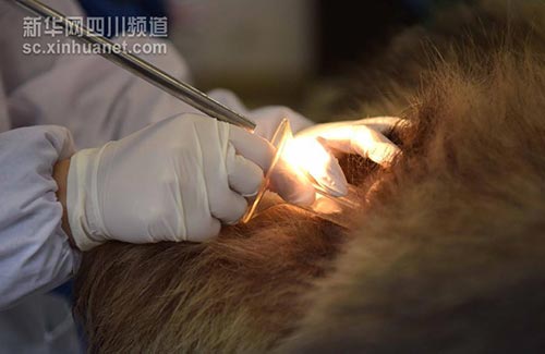 工作人员在对大熊猫"美茜"进行人工授精前的检查