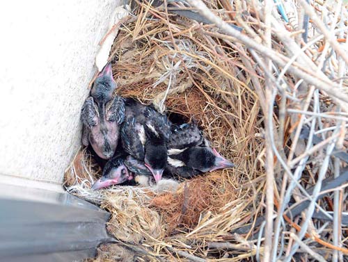 "鹊境人居"喜来报 鹊筑巢