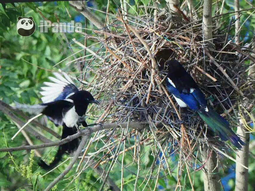 喜鹊夫妇共同筑巢哺育幼鸟 王振供图