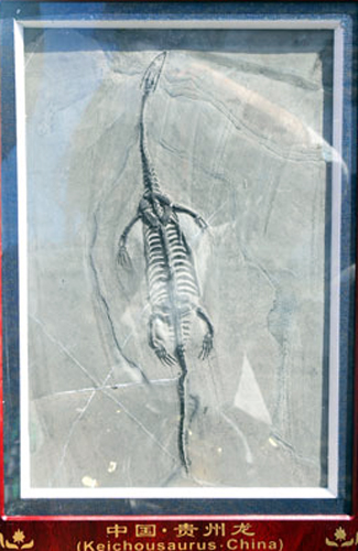 罕见的贵州龙化石