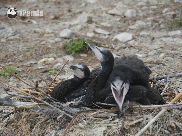 嗷嗷待哺的小鸬鹚