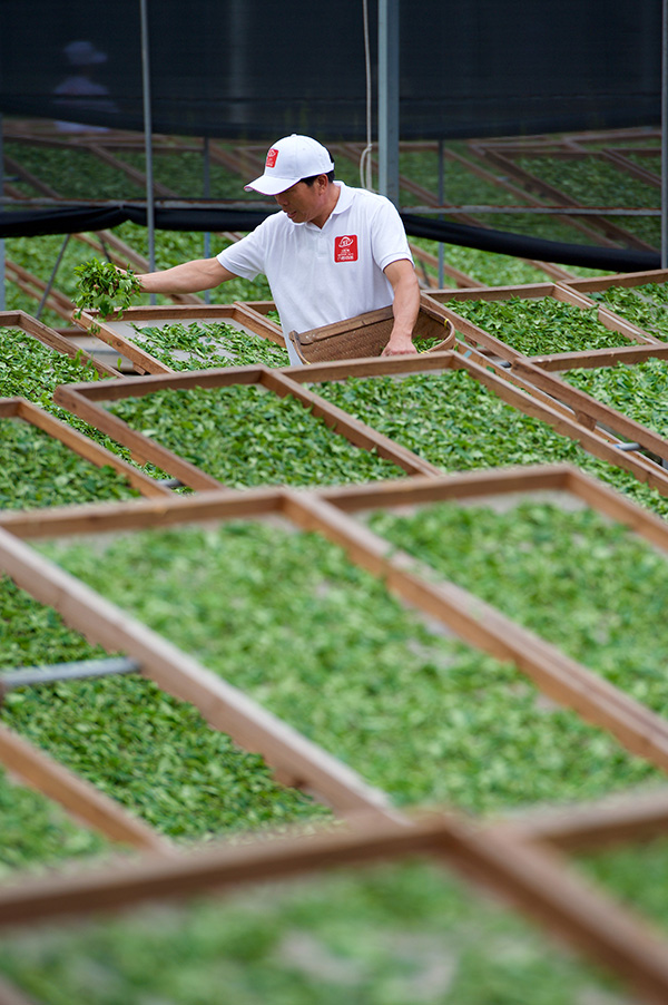 百位茶人晒万斤茶青
