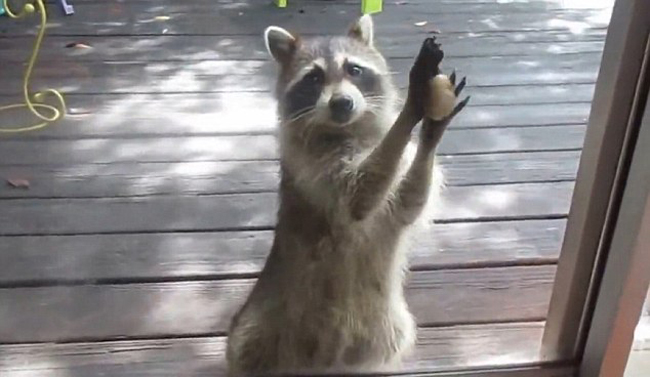 贪心小浣熊偷猫粮 用石头砸门求更多食物(组图)