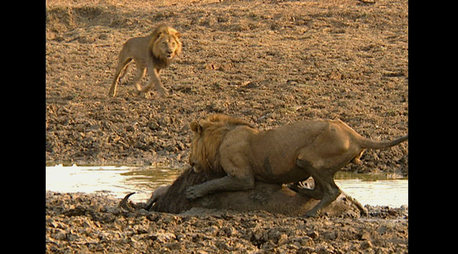 《自然传奇》节目预告(11月2日—11月8日)