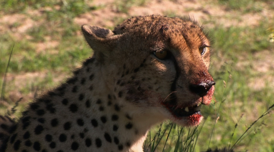 《自然传奇》节目预告(11月9日—11月15日)