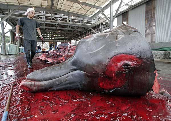 澳总理当众打脸指责日本捕鲸安倍不以为然