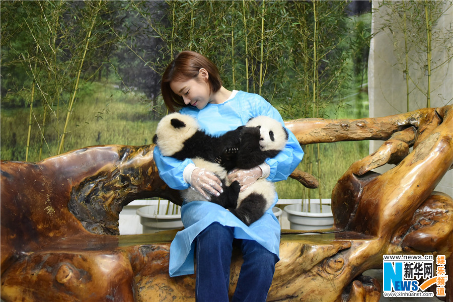袁姗姗出任熊猫大使 怀抱小熊猫亲昵互动(图)