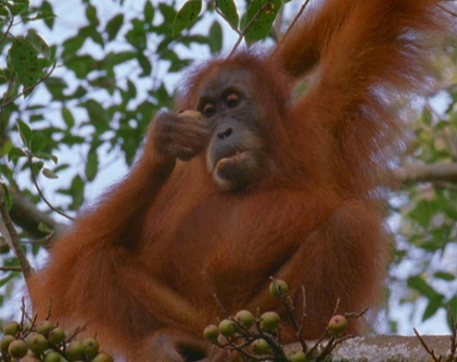 它与猴子最大不同的地方就是没有尾巴,能用手或脚拿东西.