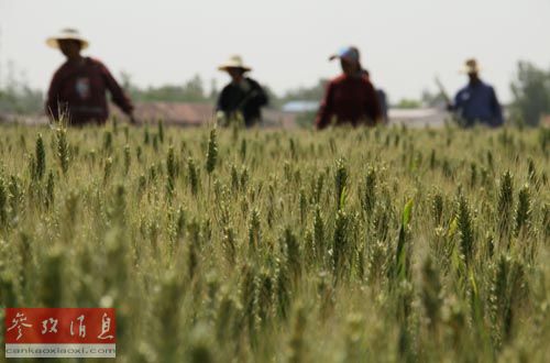 俄罗斯欲雇中国劳工收庄稼:一天能收10吨圆白菜_新闻频道_央视网(cctv.com)