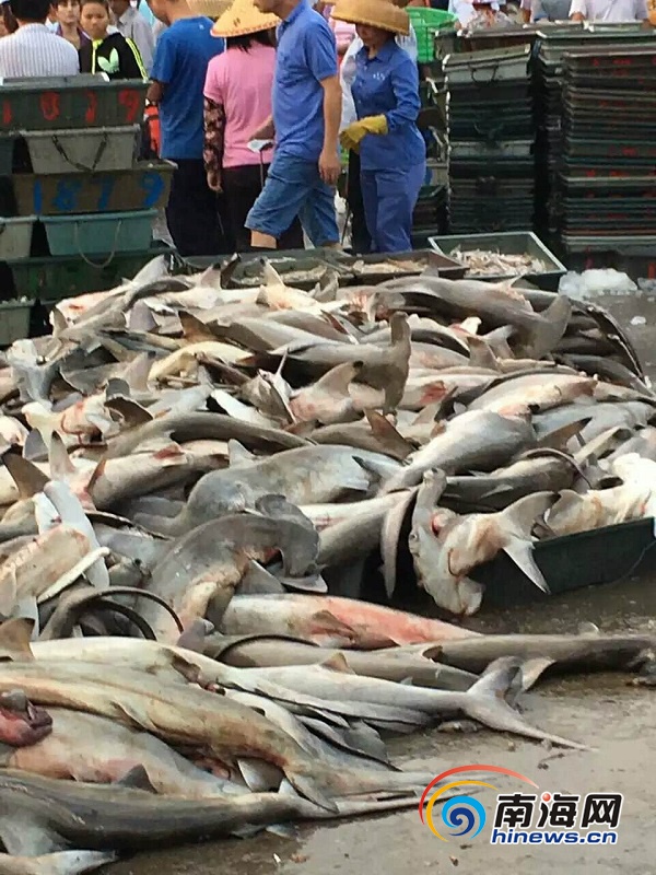 海南三亚码头贱卖濒危锤头鲨据称到国外观测需数万元