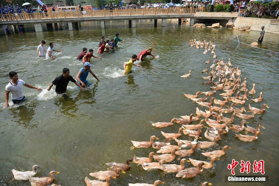海南庆祝黎族苗族"三月三" 民众捉鸭乐趣多(图)