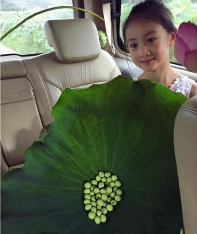 "照片中,森碟扎着清爽的丸子头,笑容甜美可爱,手里捧着大大的荷叶