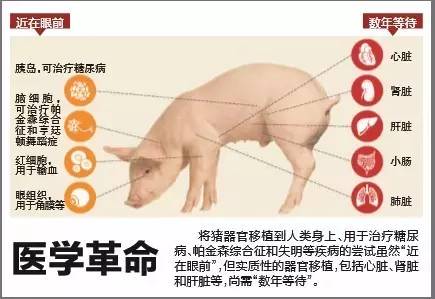 探索| "基因剪刀"来了,我们离健康,聪明,美丽的"完美人类"还有多远?