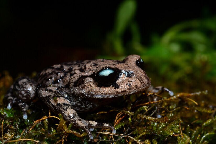 云南发现两栖新种腾冲拟髭蟾大冬天繁殖的青蛙