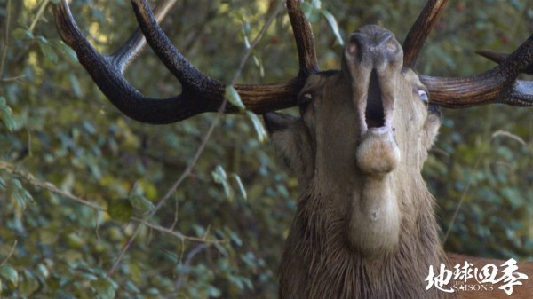 嘶鸣的动物 2016090109093797925.jpg