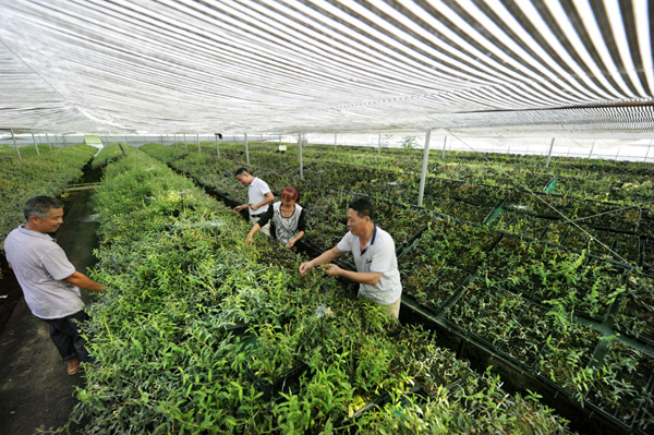 中草药种植基地 2016090115444565612.jpg