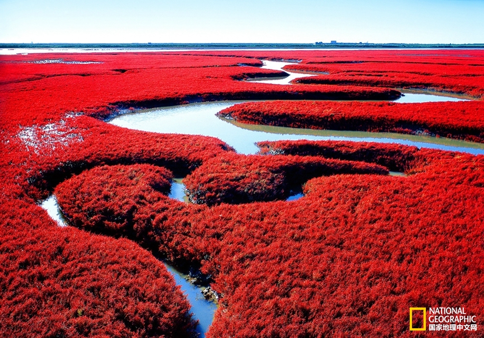 天下绝美:盘锦红海滩 世界红色海岸线