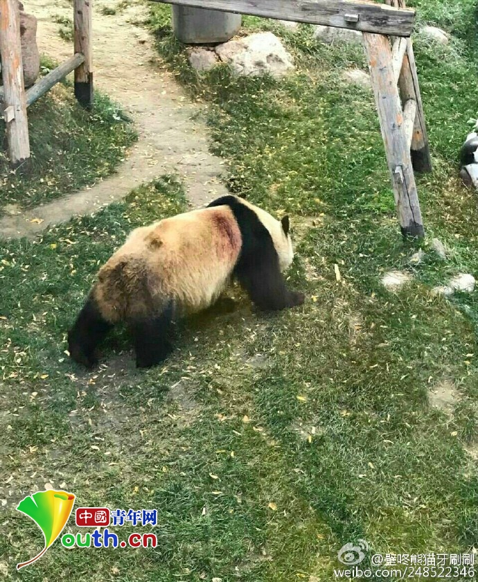 网友称兰州动物园虐待大熊猫 国家林业局介入调查