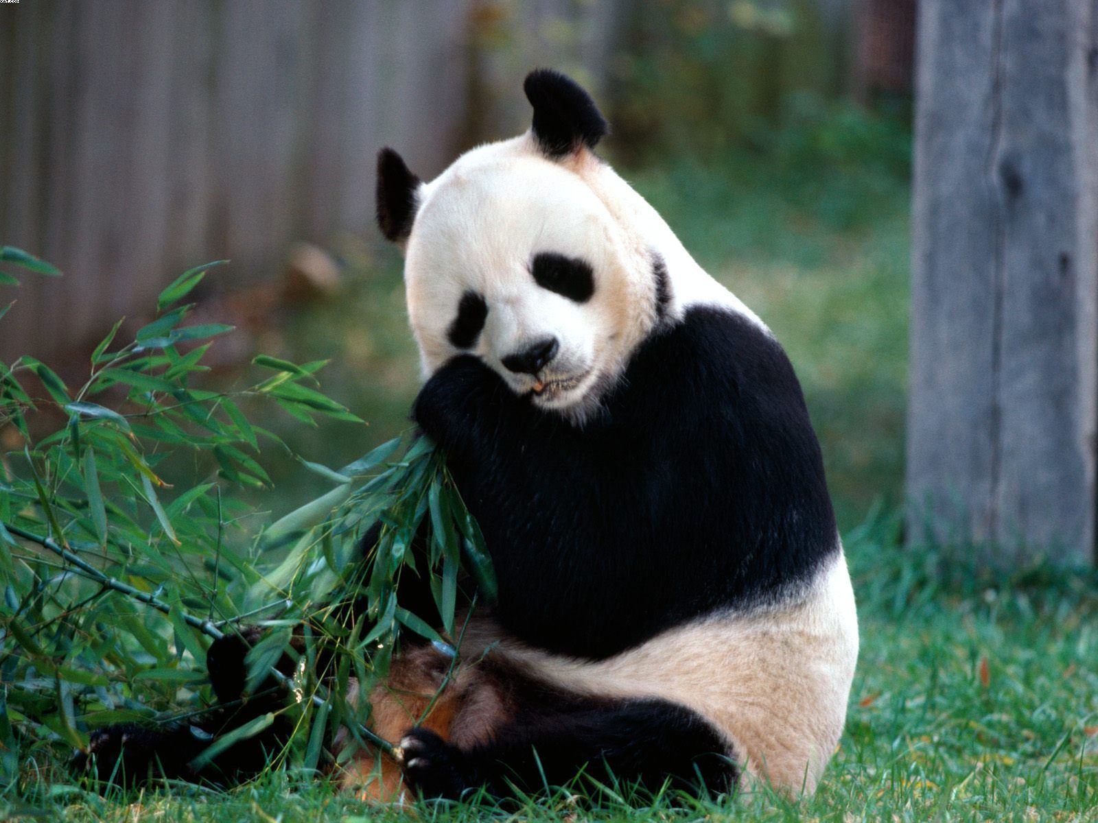 le centre de recherche sur le panda géant de