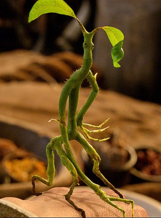 神奇魔法动物护树罗锅