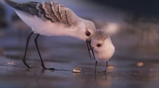 从piper看孩子成长