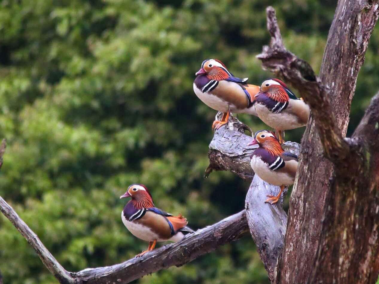 v观福建明溪结伴戏水如诗如画野生鸳鸯成初冬风景线