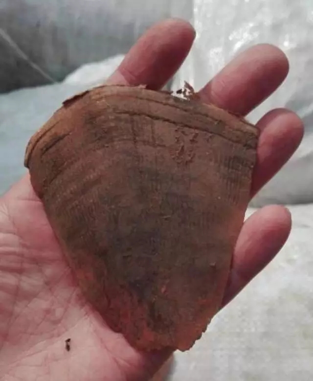 震惊迄今最大穿山甲鳞片走私案破获鳞片重达3吨