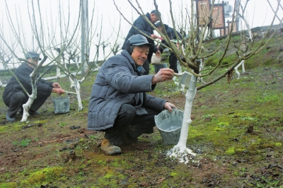 朱长武正在给桑树防虫保暖.