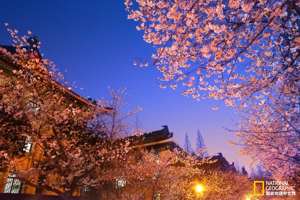 三月南京的樱花太绚烂,不去一趟是不是违背了春意?