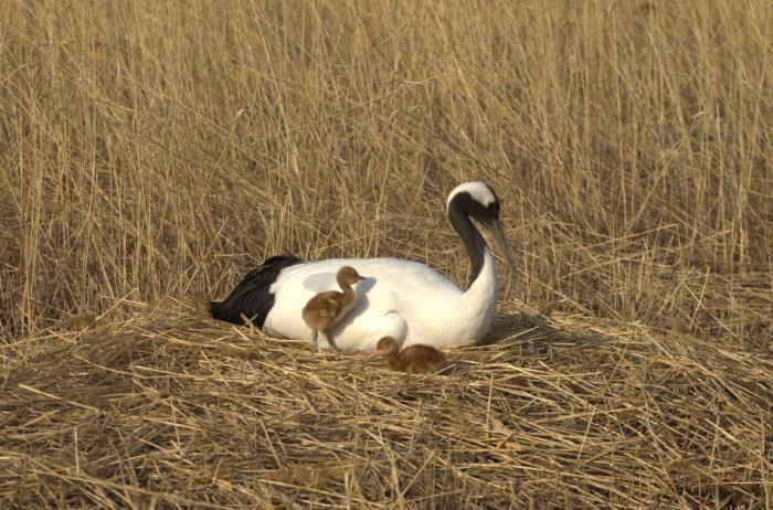 央视网消息:近日,黑龙江扎龙今年首只人工孵化丹顶鹤宝宝在扎龙鹤类
