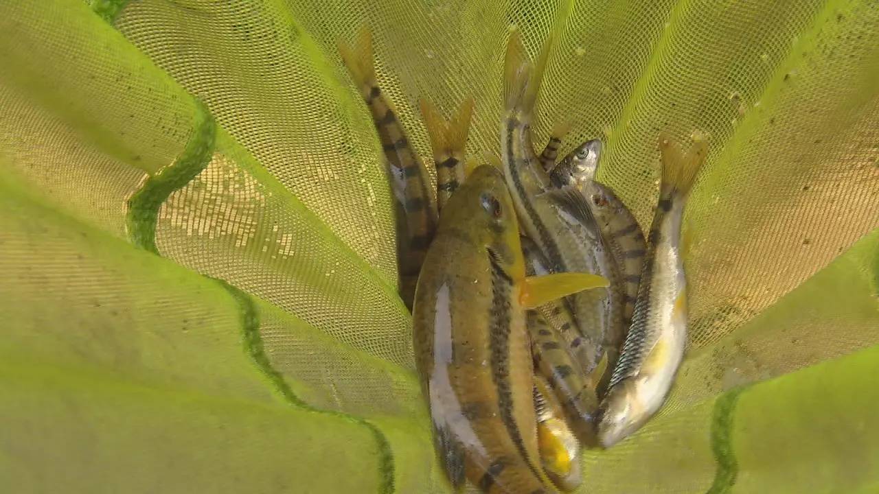 你见过石头缝里的鱼吗?