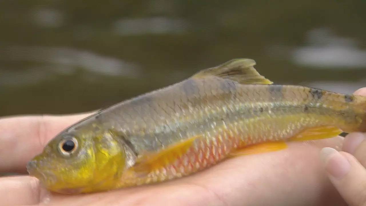 你见过石头缝里的鱼吗?