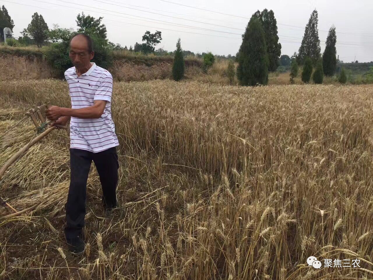 【麦收老友记】三年没见,干爹你还好吗?