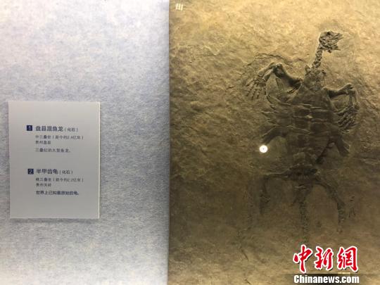 目前世界已知最古老的龟&mdash;&mdash;半甲齿龟化石. 胡健 摄