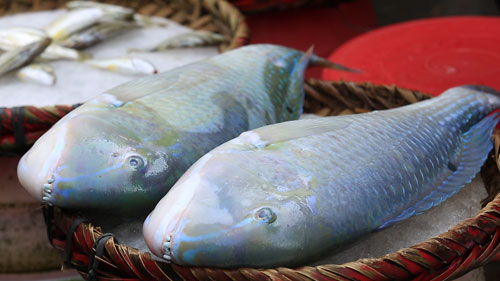 青衣鱼在海口,有着大片的红树林保护区,这里同时也生活着祖祖辈辈与林