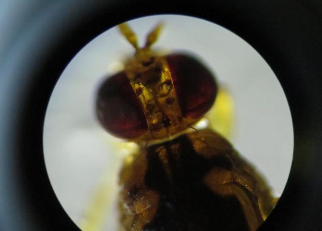 银川空港口岸首次截获检疫性有害生物番石榴实蝇