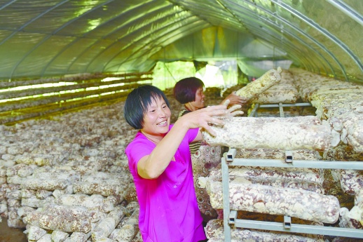 7月7日,中方县铁坡镇锦溪村,村民在大棚里整理种植香菇的菌棒.