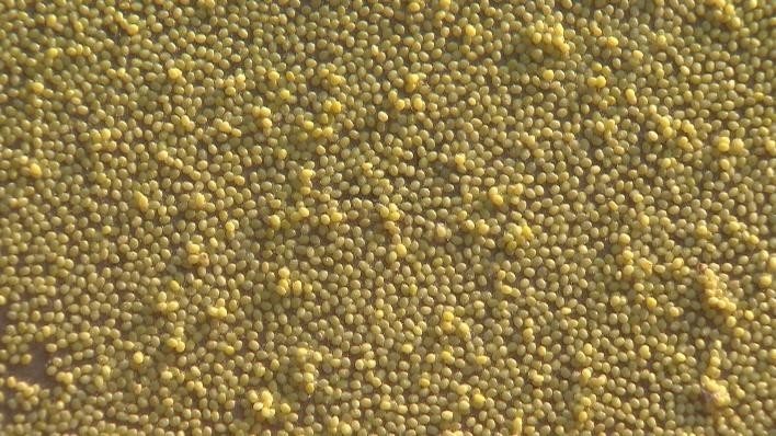 桑蚕是一种以植物的叶子为食的鳞翅目的昆虫,根据食物的不同,还有柞蚕