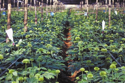 在云南文山三七持续种植大田示范基地,连作大田里的三七长势喜. .