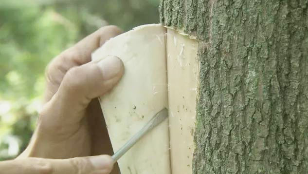 你吃这些药其实是在啃树皮