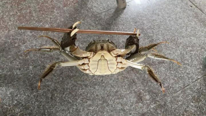 大闸蟹走红毯,比奚梦瑶还带感?