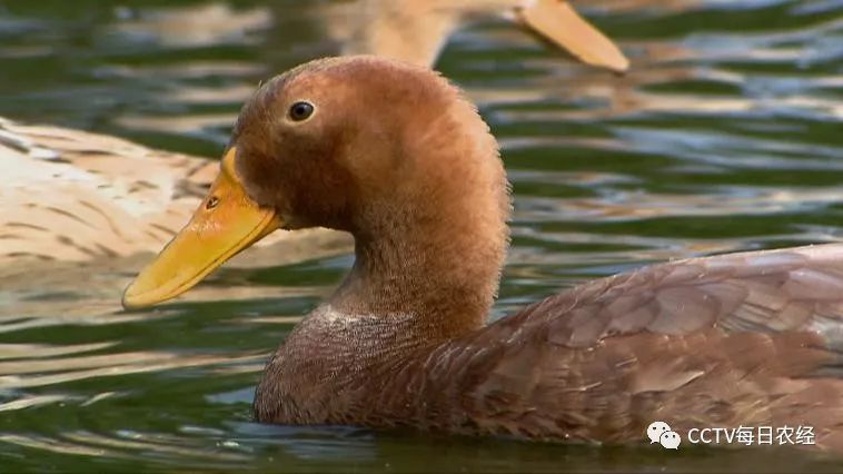 红毛鸭是江西省吉安市遂川县经过百年驯化和改良而成的地方鸭品种.