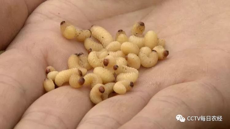 满腹油水的油茶果成了百姓致富果